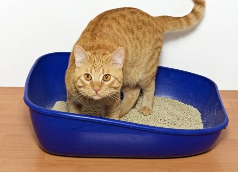 orange-cat-digging-litter-box