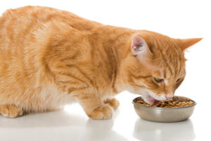 orange cat eating dry food