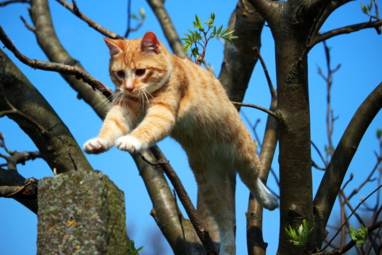 orange cat jumping