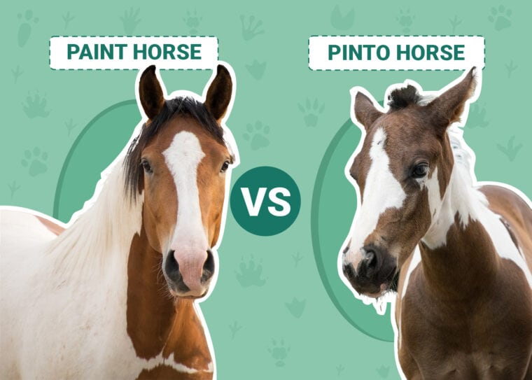 Paint Horse vs Pinto Horse