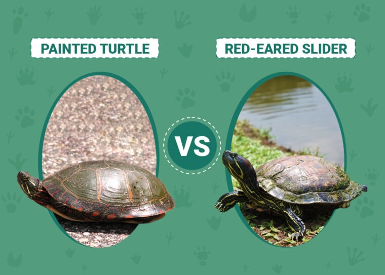 Painted Turtle vs Red-Eared Slider