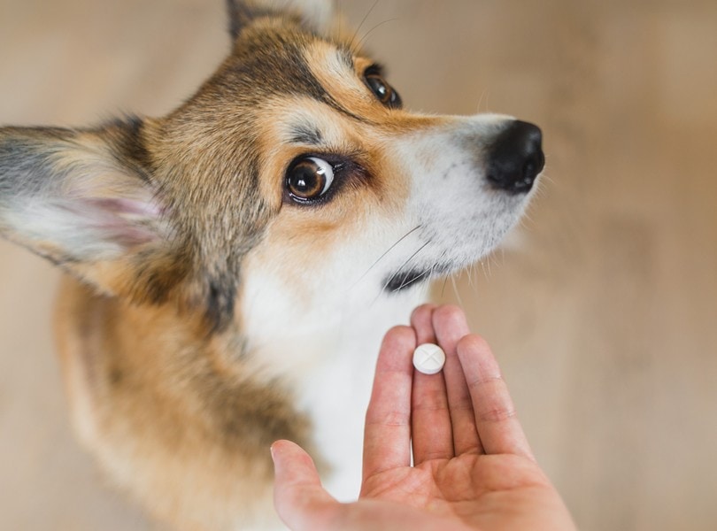 pet owner giving pill medication to dog