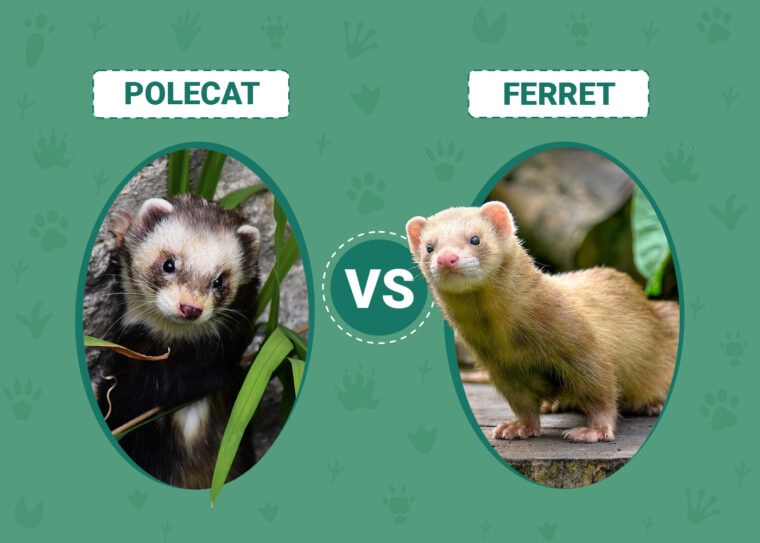 Polecat vs. Ferret