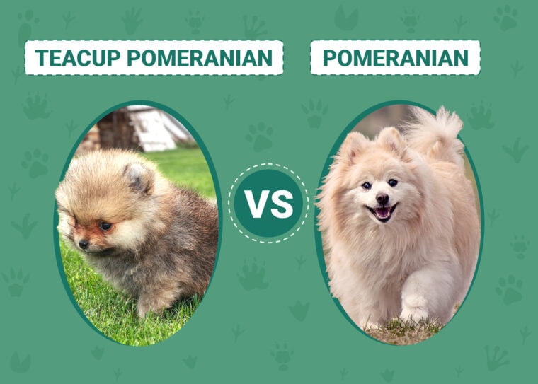 Teacup Pomeranian vs. Pomeranian