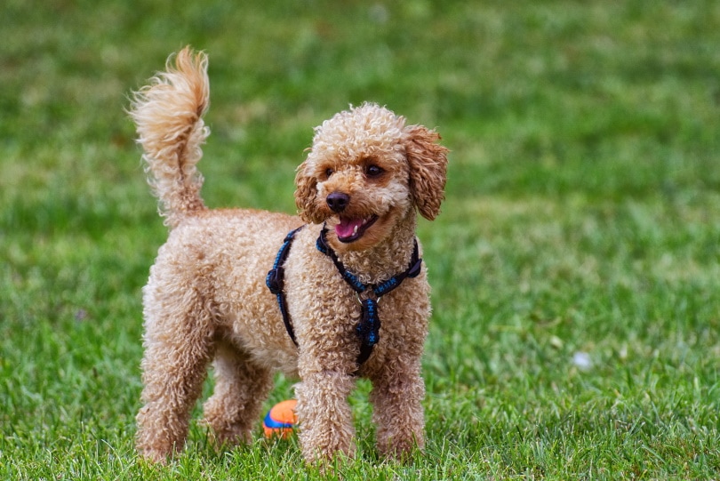 poodle standing on grass