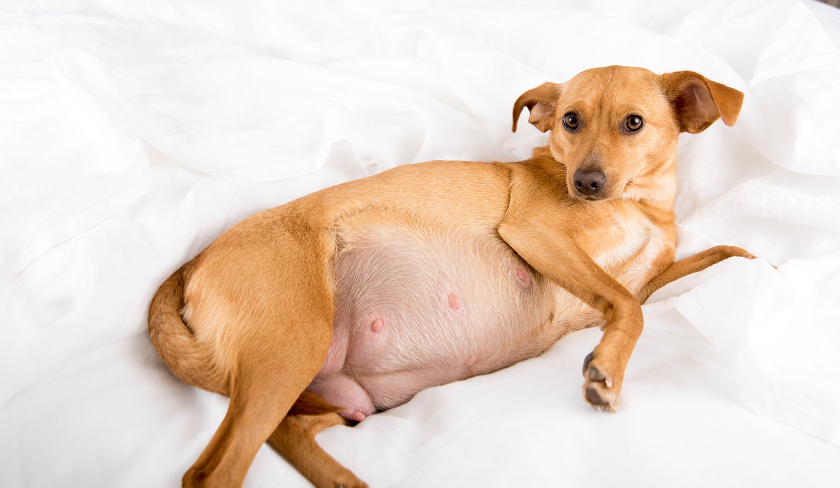 When Can You Feel Puppies Move in a Pregnant Dog? | Pet Keen
