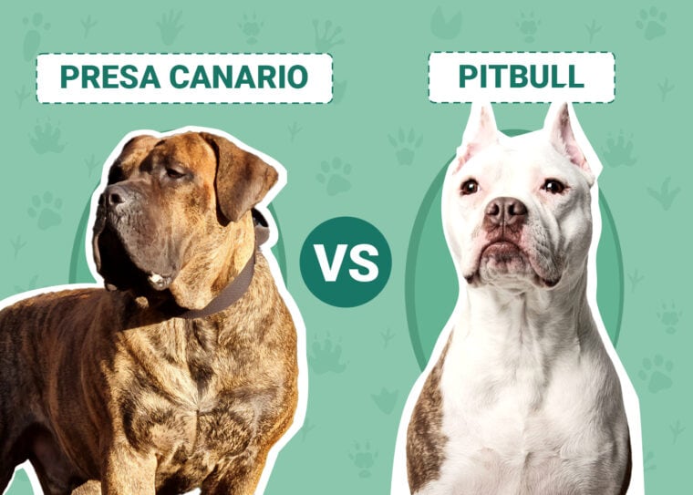 Presa Canario vs Pitbull