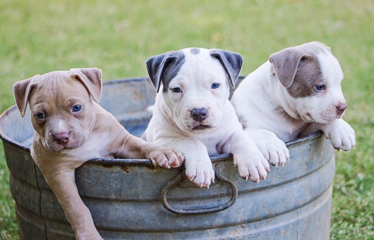 puppies in a bucket