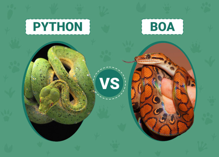 Python vs Boa