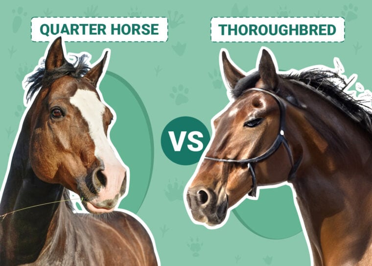 Quarter Horse vs Thoroughbred