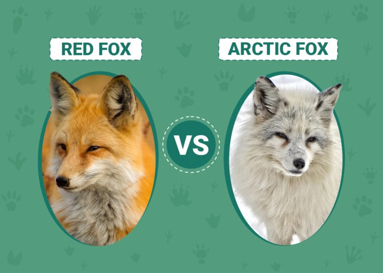 Red Fox vs Arctic Fox