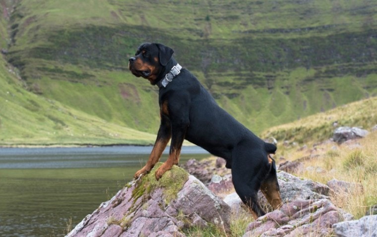 rottweiler at the mountains