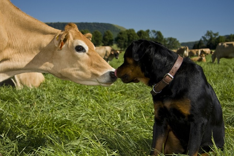 rottweiler licking cow's nose