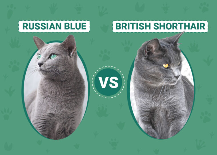 Russian Blue vs British Shorthair