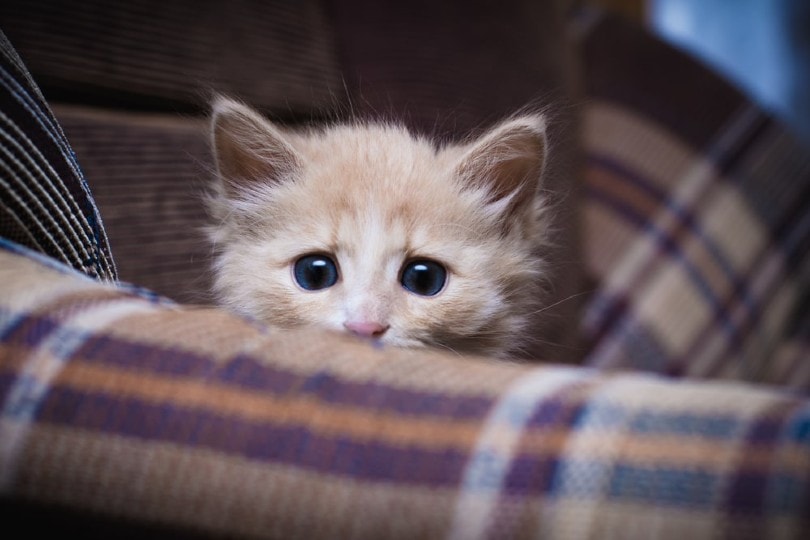 scared kitten hiding