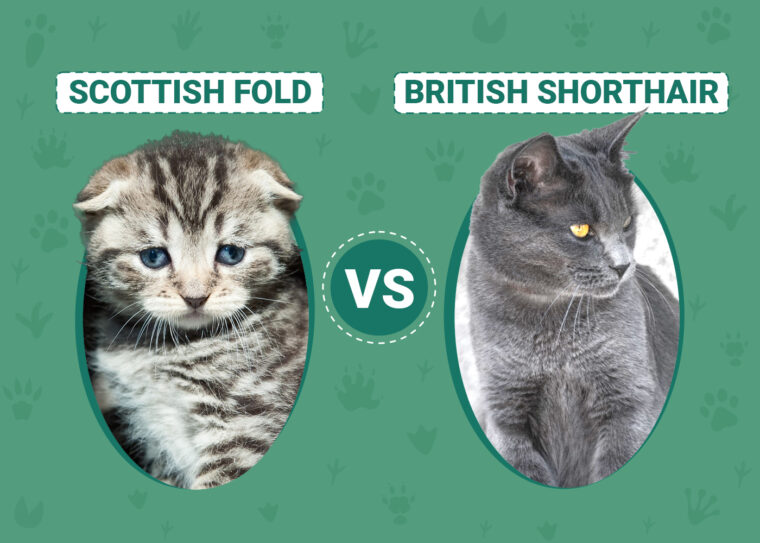 Scottish Fold vs British Shorthair