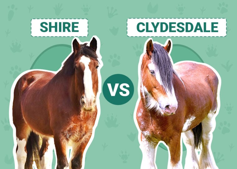 Shire vs. Clydesdale