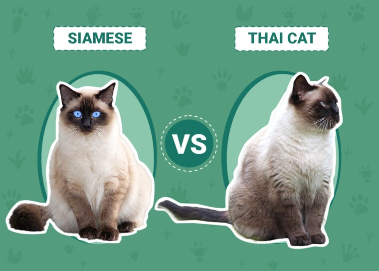 Siamese vs. Thai Cat