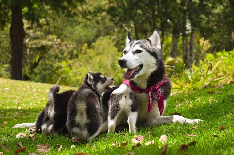 siberian husky and puppies