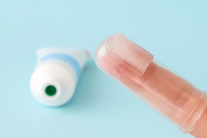 silicone pet toothbrush that fits on finger and toothpaste