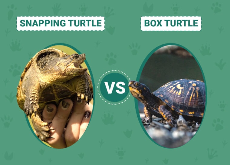 Snapping Turtle vs Box Turtle