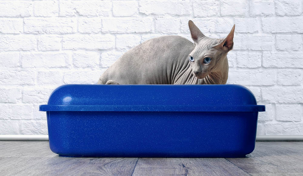 Sphynx cat in litter box