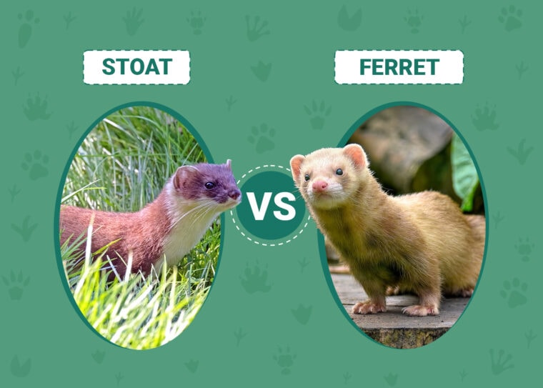 Stoat vs Ferret