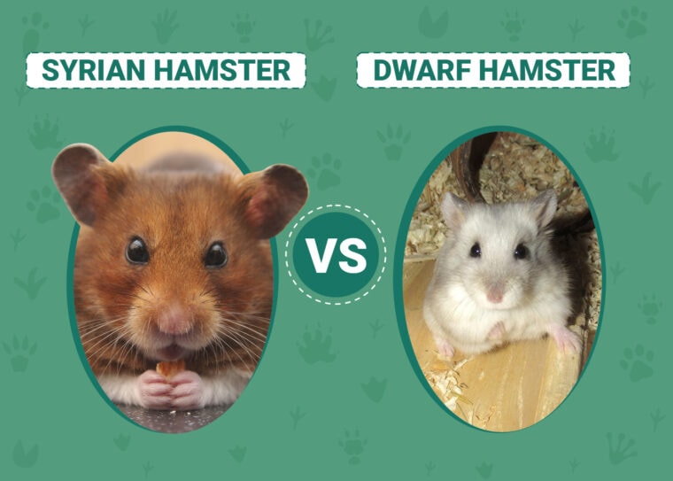 Syrian Hamster vs Dwarf Hamster
