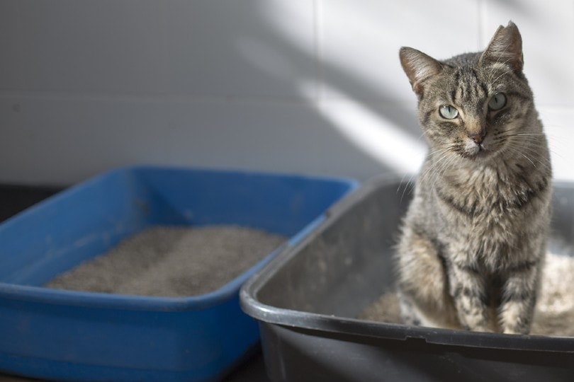 How to Introduce a New Litter Box to Your Cat (5 Helpful Tips) | Pet Keen