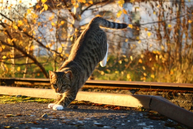 tabby cat jumping