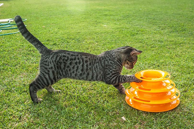 gato malhado brincando com um brinquedo interativo ao ar livre