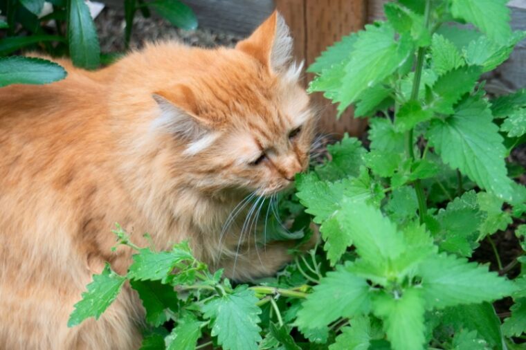 정원에서 개박하를 음미하는 태비 고양이