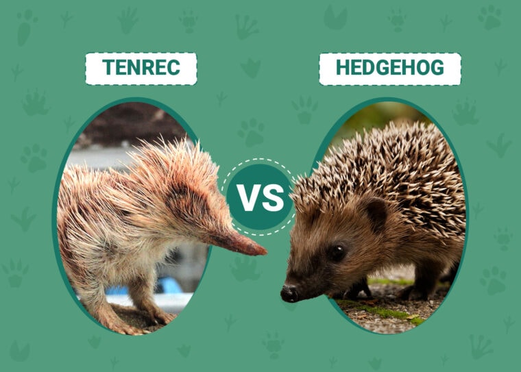Tenrec vs Hedgehog