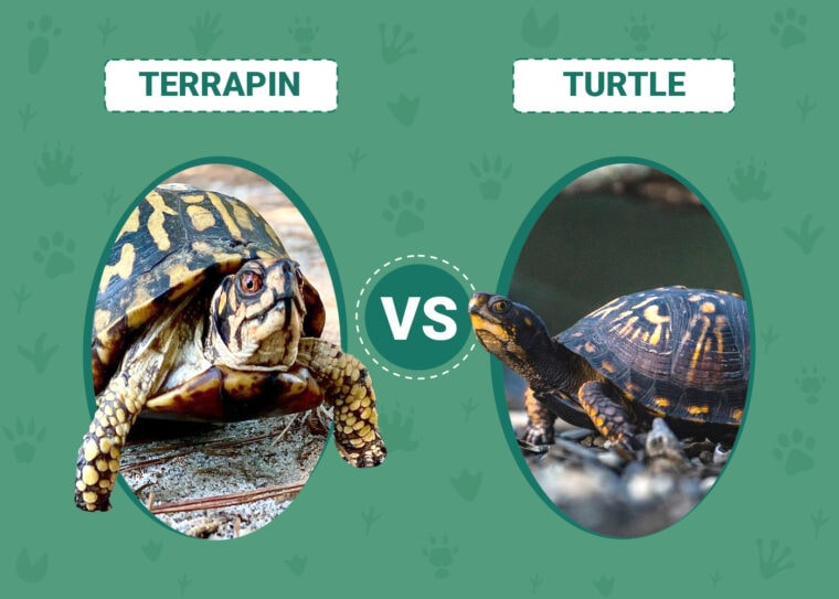 Terrapin vs Turtle