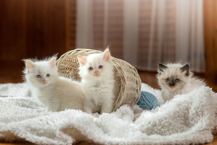 three fluffy ragdoll kittens