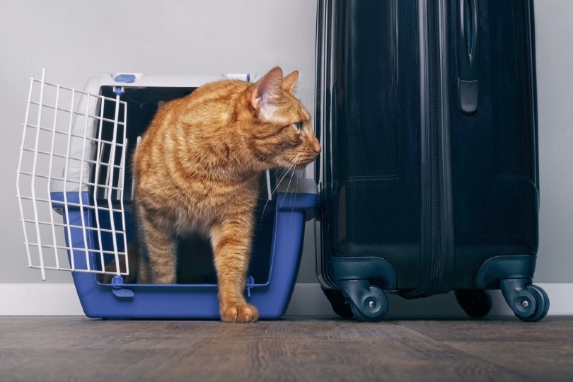Traveling with a pet cat