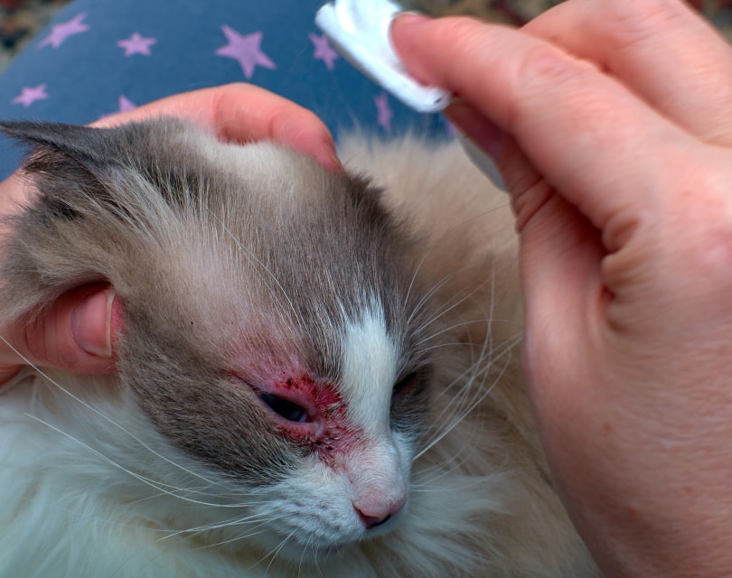 treating cat with skin allergy