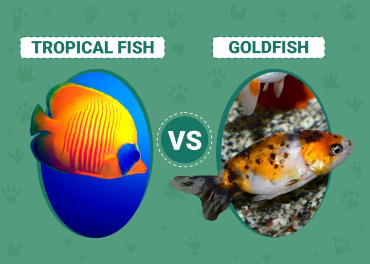 Tropical Fish vs Goldfish