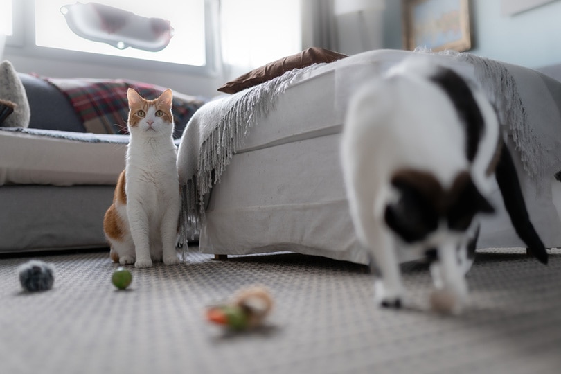 लिविंग रूम में बिल्ली के खिलौनों से खेलती दो घरेलू बिल्लियाँ