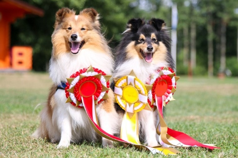 two shetland sheepdogs winning a prize