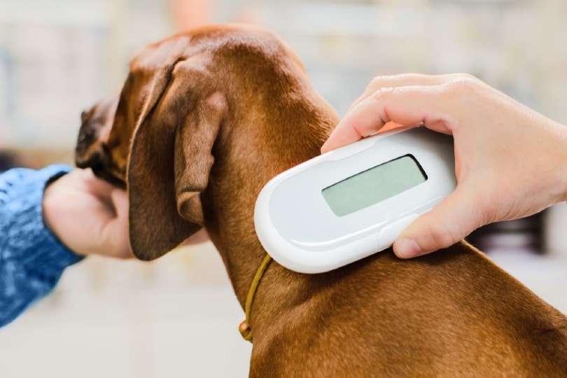 vet checking microchip implant of dog
