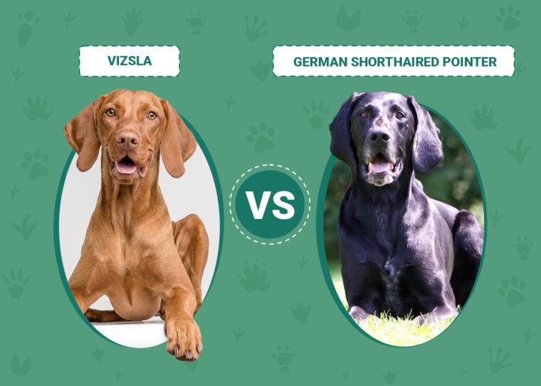 Vizsla vs. German Shorthaired Pointer