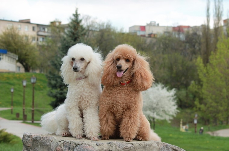 perro caniche blanco y marrón sentado