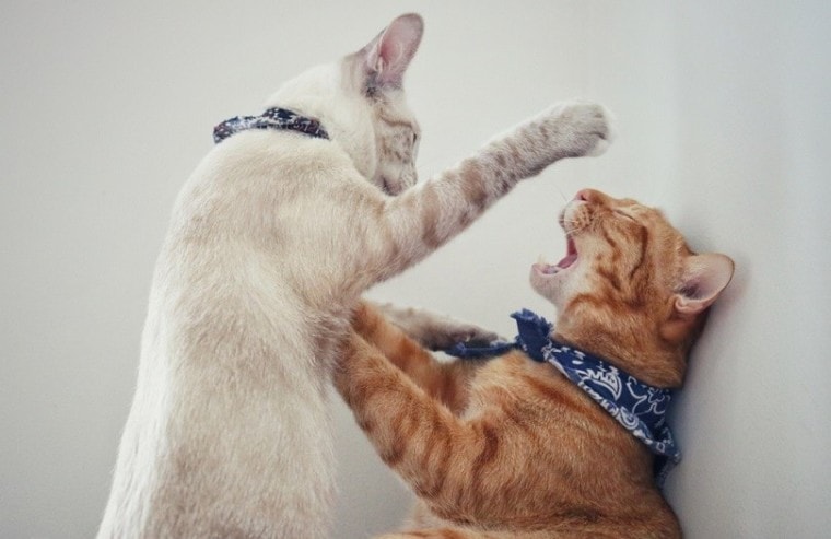 white and red cats fighting