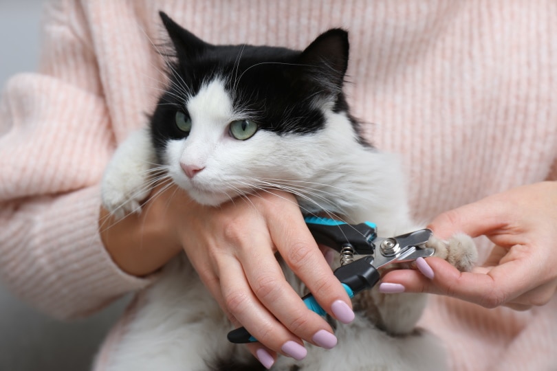 woman cutting cat claws