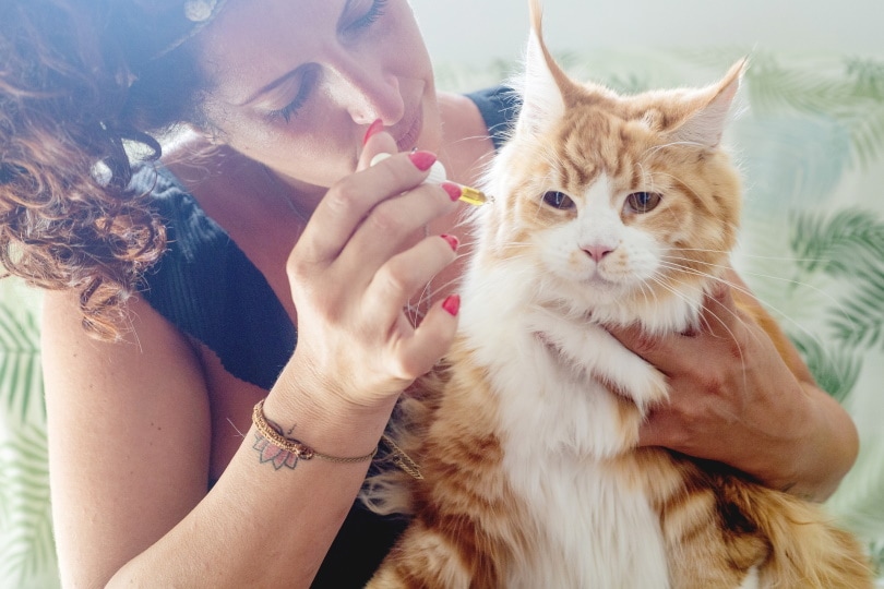 woman giving CBd oil to cat