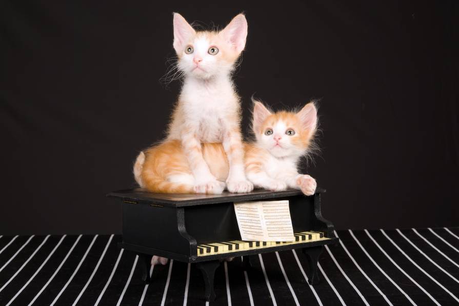 लघु भव्य पियानो पर लेटे हुए 2 बिल्ली के बच्चे