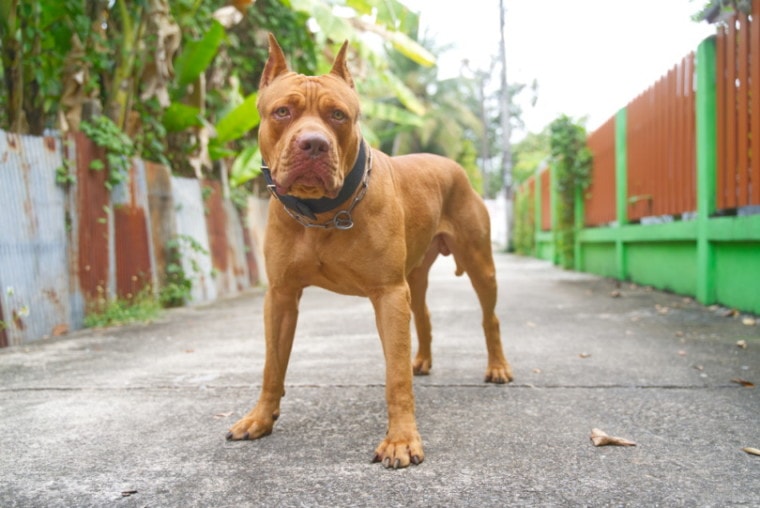A brown American Pitbull standing on the road