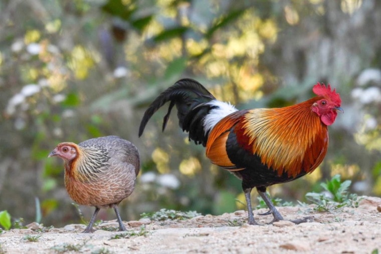 A pair of red jungle fowl
