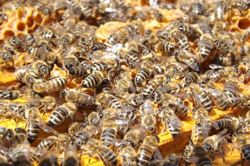 पीले डिब्बे पर मधुमक्खियों का झुंड
